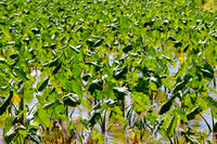 Taro Patch, Hanalei Valley 9898