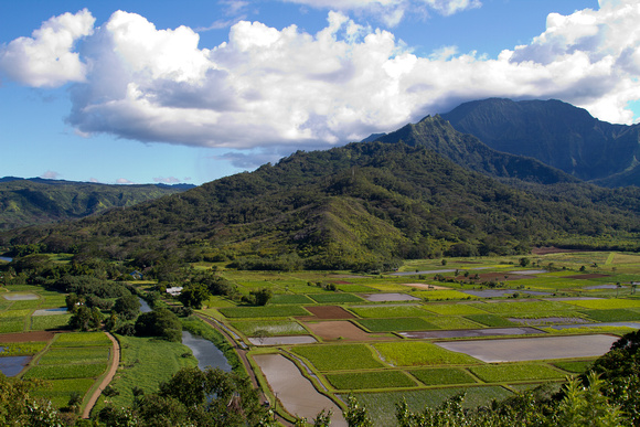 Hanalei Valley 9917