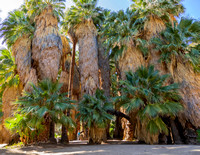 Native California Palms (and Mom) 0O9A2795-2